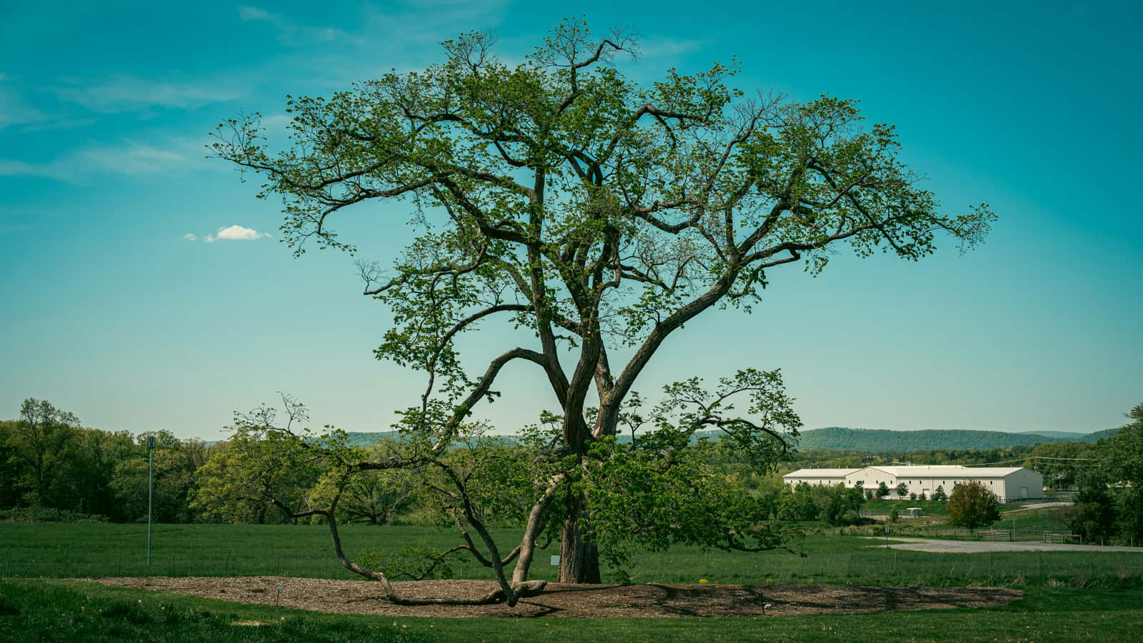 ISA-certified arborist consultation in San Antonio