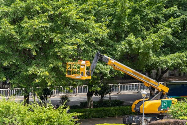 Farm and ranch tree services in Boerne and San Antonio