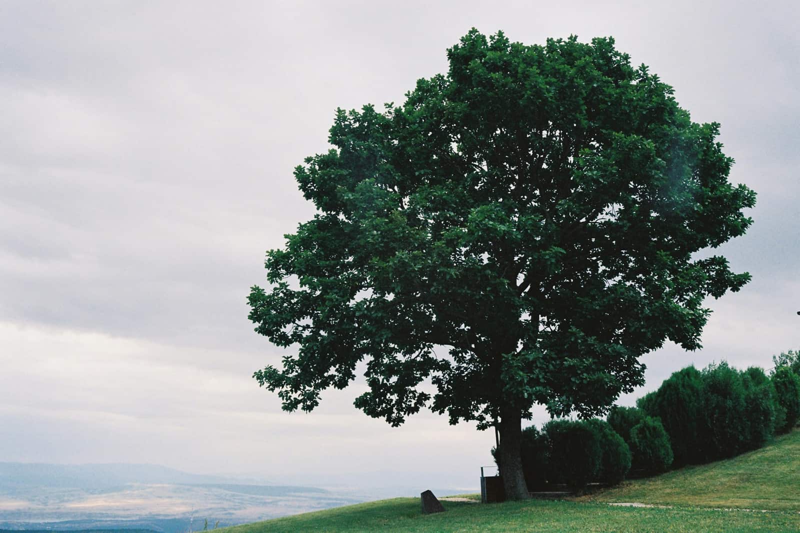 Oak wilt treatment and prevention in Texas