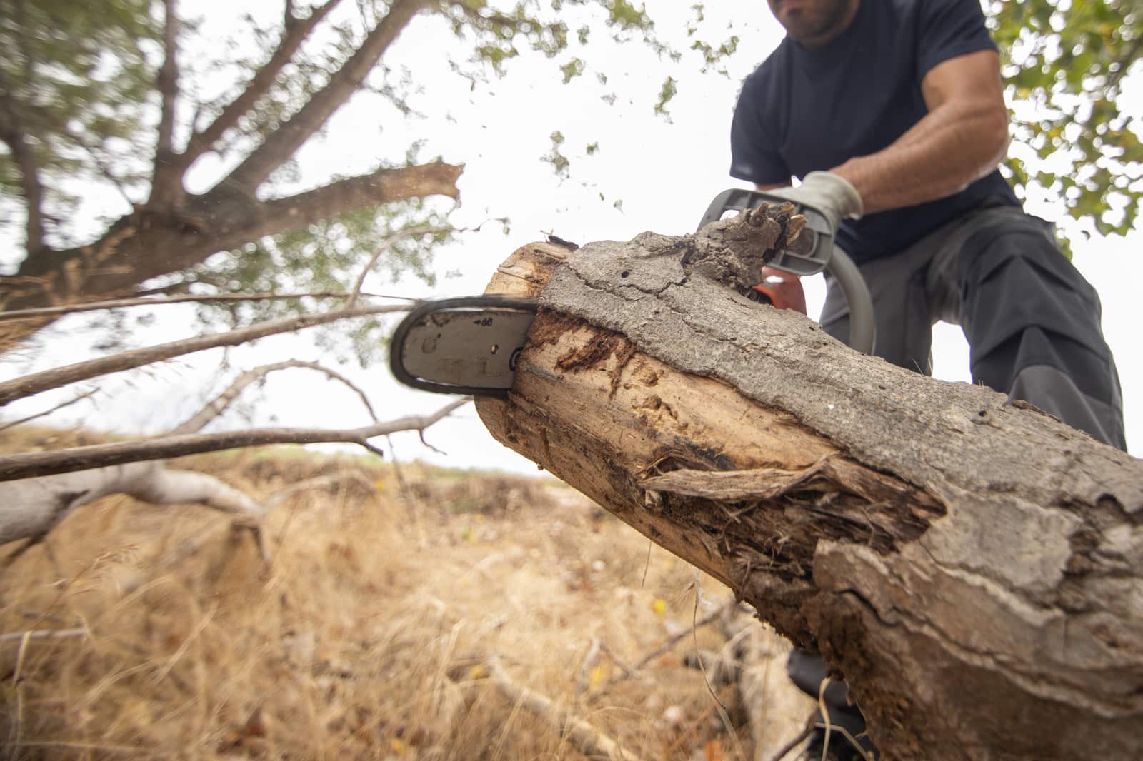 Safe tree removal service in San Antonio