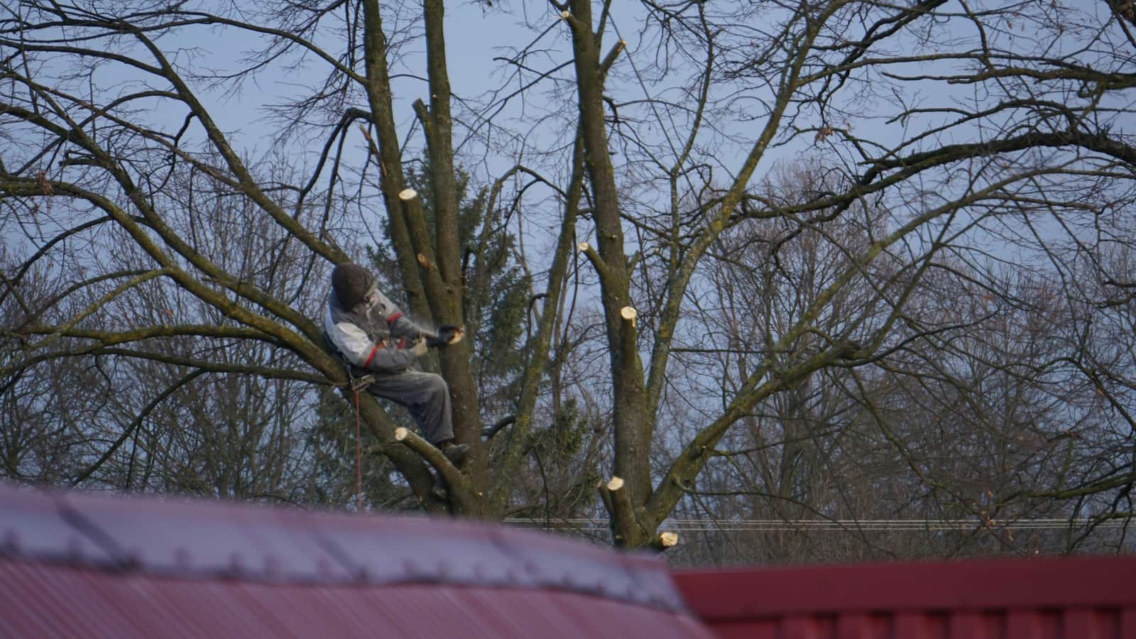 Certified arborist trimming trees in San Antonio
